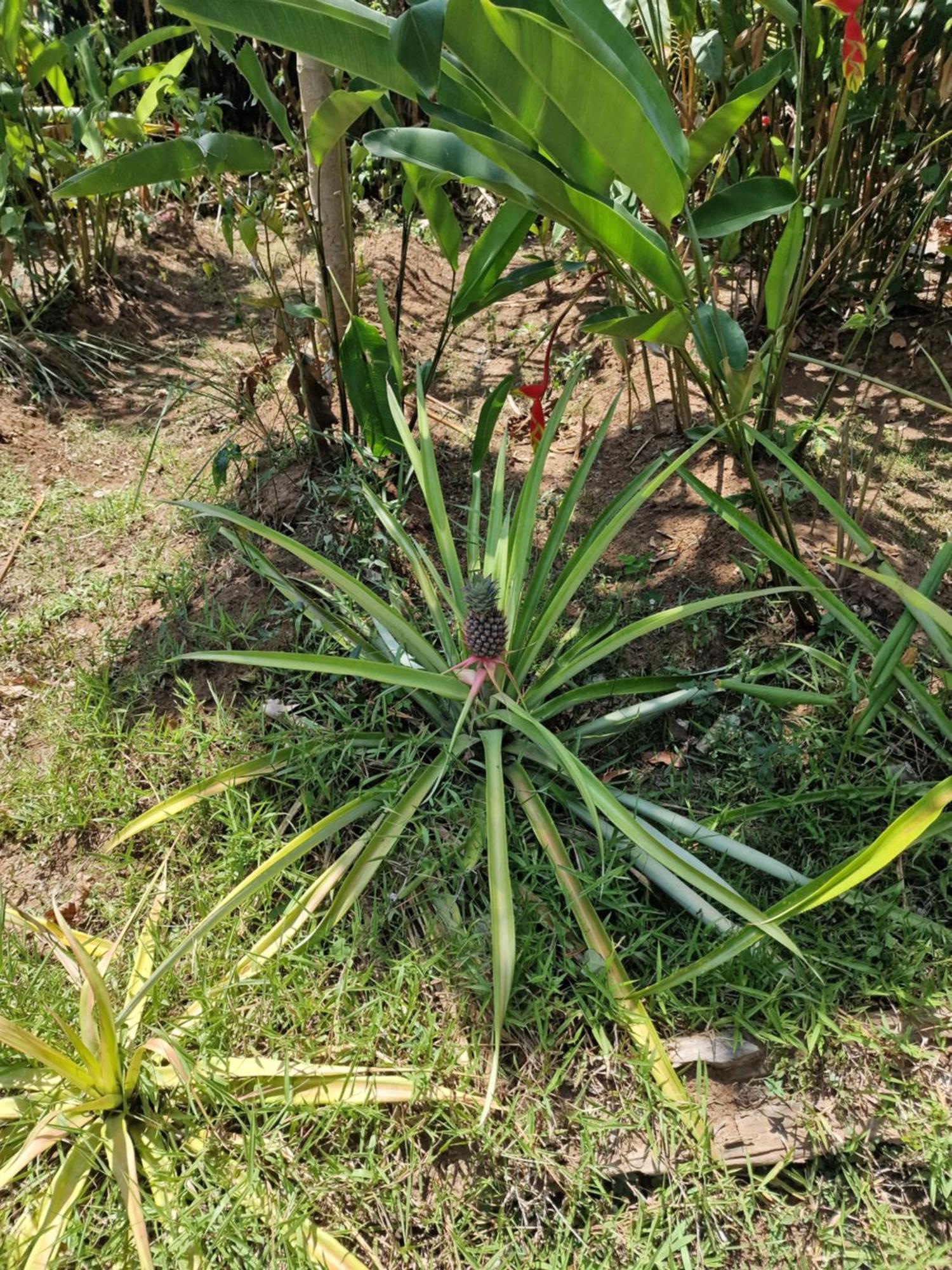 Rumah liburan Eco House Bali Penginuman
