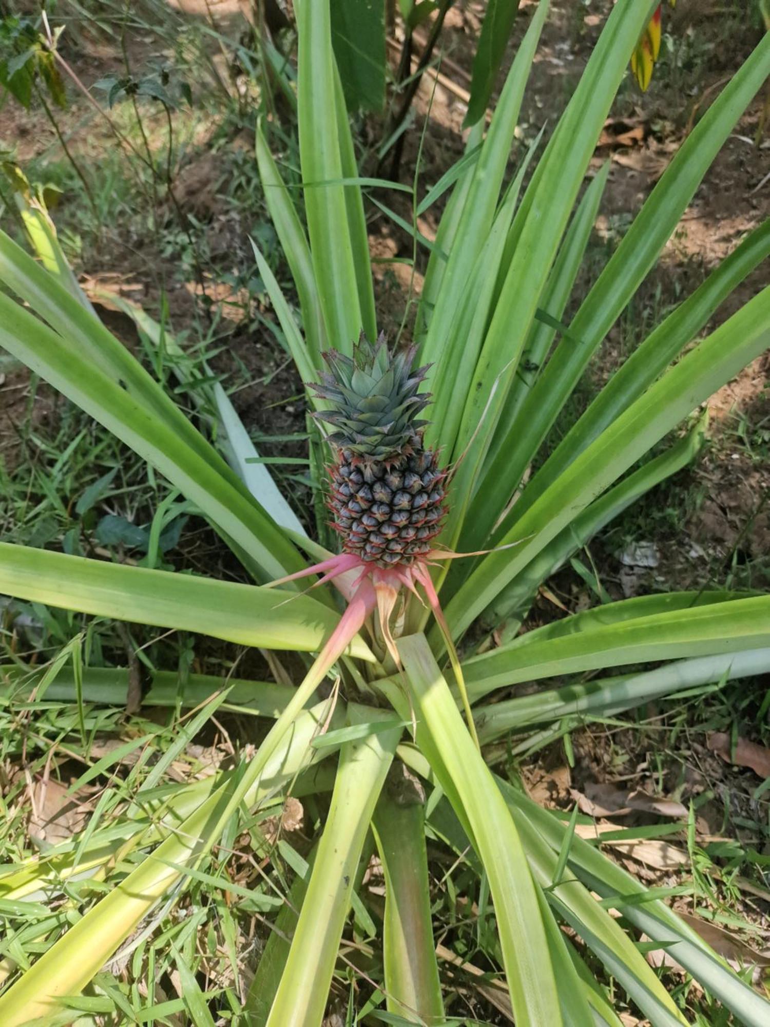 Hébergement de vacances Eco House Bali