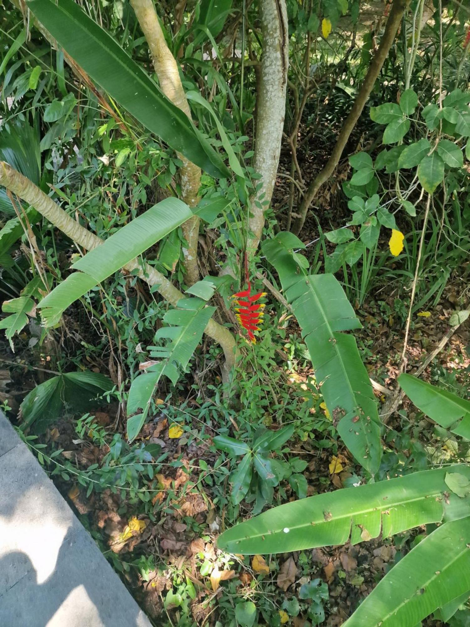 Eco House Bali Penginuman